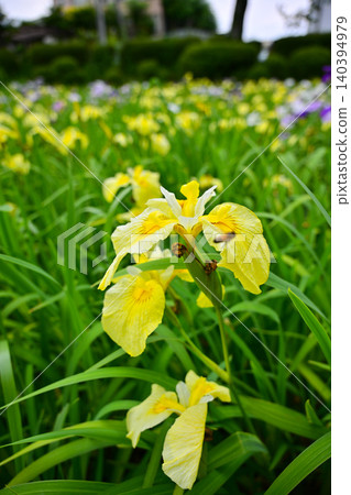 Akabori Japanese Iris Garden Akabori Japanese Iris Garden 140394979