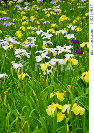 Akabori Japanese Iris Garden Akabori Japanese Iris Garden 140394987