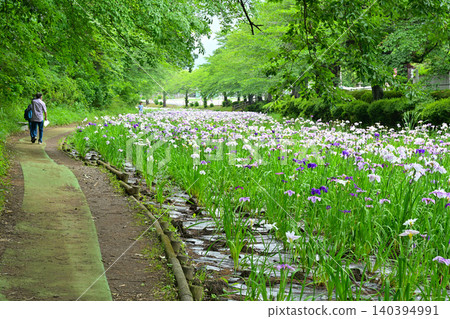 Akabori Japanese Iris Garden Akabori Japanese Iris Garden 140394991