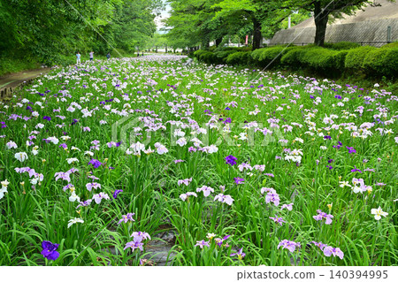 Akabori Japanese Iris Garden Akabori Japanese Iris Garden 140394995