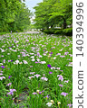 Akabori Japanese Iris Garden 140394996