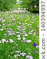 Akabori Japanese Iris Garden 140394997