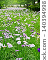 Akabori Japanese Iris Garden 140394998