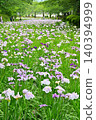Akabori Japanese Iris Garden 140394999