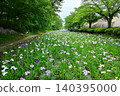 Akabori Japanese Iris Garden 140395000