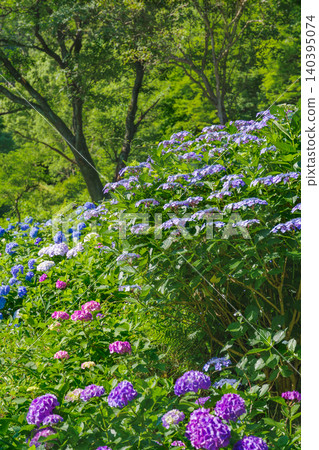 A hill covered in blooming hydrangeas (Tsukimi no Mori, Kaizu City, Gifu Prefecture) A hill covered in blooming hydrangeas (Tsukimi no Mori, Kaizu City, Gifu Prefecture) 140395074