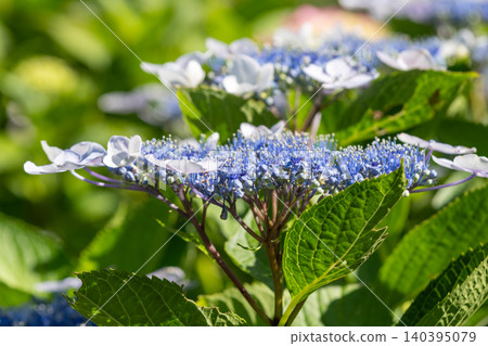 Blue hydrangea Blue hydrangea 140395079