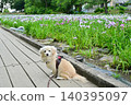 Akabori Japanese Iris Garden 140395097