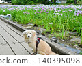 Akabori Japanese Iris Garden 140395098