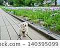 Akabori Japanese Iris Garden 140395099