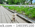 Akabori Japanese Iris Garden 140395100