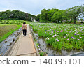 Akabori Japanese Iris Garden 140395101