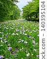 Akabori Japanese Iris Garden 140395104