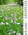 Akabori Japanese Iris Garden 140395105