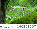 Akabori Japanese Iris Garden 140395107