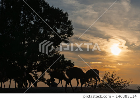 A deer, a natural monument, photographed at dusk on Wakakusa Mountain in Nara City, Nara Prefecture. A deer, a natural monument, photographed at dusk on Wakakusa Mountain in Nara City, Nara Prefecture. 140395114