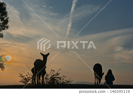 A deer, a natural monument, photographed at dusk on Wakakusa Mountain in Nara City, Nara Prefecture. A deer, a natural monument, photographed at dusk on Wakakusa Mountain in Nara City, Nara Prefecture. 140395119
