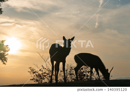 A deer, a natural monument, photographed at dusk on Wakakusa Mountain in Nara City, Nara Prefecture. A deer, a natural monument, photographed at dusk on Wakakusa Mountain in Nara City, Nara Prefecture. 140395120
