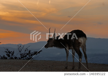 A deer, a natural monument, photographed at dusk on Wakakusa Mountain in Nara City, Nara Prefecture. A deer, a natural monument, photographed at dusk on Wakakusa Mountain in Nara City, Nara Prefecture. 140395122