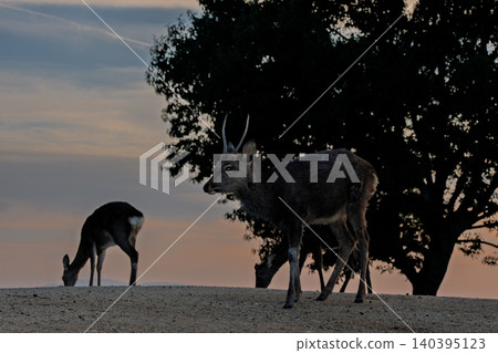 A deer, a natural monument, photographed at dusk on Wakakusa Mountain in Nara City, Nara Prefecture. A deer, a natural monument, photographed at dusk on Wakakusa Mountain in Nara City, Nara Prefecture. 140395123