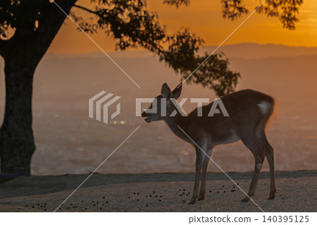 A deer, a natural monument, photographed at dusk on Wakakusa Mountain in Nara City, Nara Prefecture. A deer, a natural monument, photographed at dusk on Wakakusa Mountain in Nara City, Nara Prefecture. 140395125