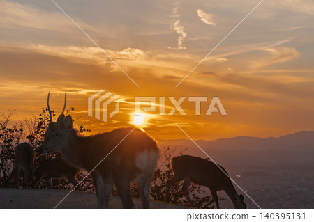 A deer, a natural monument, photographed at dusk on Wakakusa Mountain in Nara City, Nara Prefecture. 140395131