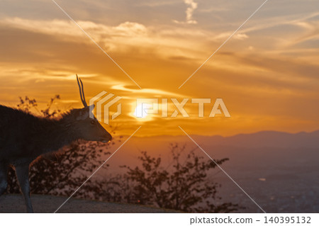 A deer, a natural monument, photographed at dusk on Wakakusa Mountain in Nara City, Nara Prefecture. A deer, a natural monument, photographed at dusk on Wakakusa Mountain in Nara City, Nara Prefecture. 140395132