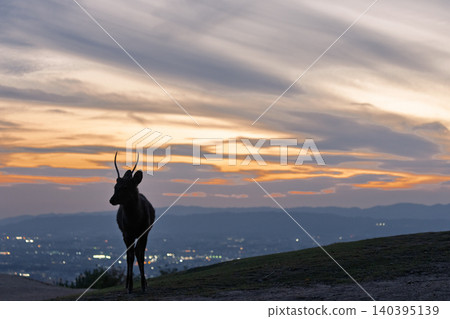 A deer, a natural monument, photographed at dusk on Wakakusa Mountain in Nara City, Nara Prefecture. A deer, a natural monument, photographed at dusk on Wakakusa Mountain in Nara City, Nara Prefecture. 140395139