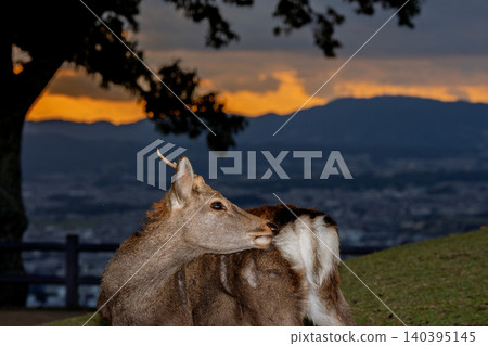 A deer, a natural monument, photographed at dusk on Wakakusa Mountain in Nara City, Nara Prefecture. 140395145