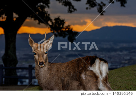 A deer, a natural monument, photographed at dusk on Wakakusa Mountain in Nara City, Nara Prefecture. A deer, a natural monument, photographed at dusk on Wakakusa Mountain in Nara City, Nara Prefecture. 140395146