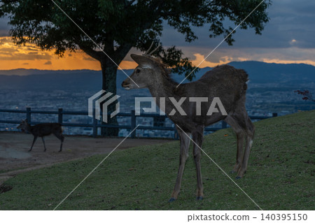 A deer, a natural monument, photographed at dusk on Wakakusa Mountain in Nara City, Nara Prefecture. A deer, a natural monument, photographed at dusk on Wakakusa Mountain in Nara City, Nara Prefecture. 140395150