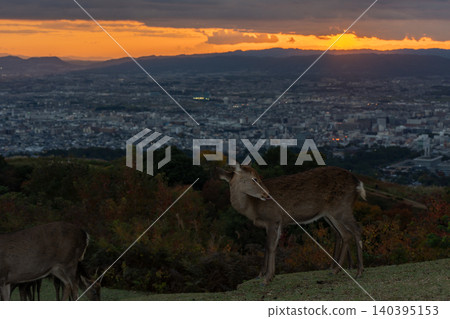 A deer, a natural monument, photographed at dusk on Wakakusa Mountain in Nara City, Nara Prefecture. A deer, a natural monument, photographed at dusk on Wakakusa Mountain in Nara City, Nara Prefecture. 140395153