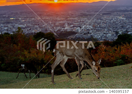 A deer, a natural monument, photographed at dusk on Wakakusa Mountain in Nara City, Nara Prefecture. A deer, a natural monument, photographed at dusk on Wakakusa Mountain in Nara City, Nara Prefecture. 140395157
