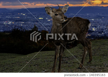 A deer, a natural monument, photographed at dusk on Wakakusa Mountain in Nara City, Nara Prefecture. A deer, a natural monument, photographed at dusk on Wakakusa Mountain in Nara City, Nara Prefecture. 140395163
