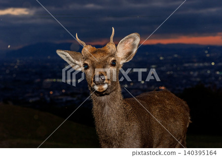 A deer, a natural monument, photographed at dusk on Wakakusa Mountain in Nara City, Nara Prefecture. A deer, a natural monument, photographed at dusk on Wakakusa Mountain in Nara City, Nara Prefecture. 140395164