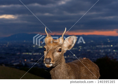 A deer, a natural monument, photographed at dusk on Wakakusa Mountain in Nara City, Nara Prefecture. A deer, a natural monument, photographed at dusk on Wakakusa Mountain in Nara City, Nara Prefecture. 140395165