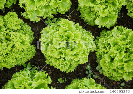Bio lettuces Lactuca sativa farm field close-up leaf oakleaf lettuce variety of organic deeply lobed oak tree foliage plant green fresh leaves healthy delicious food vegetables edible planted in row 140395273