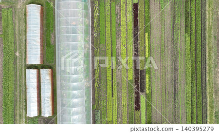 Greenhouse lettuce farm bio assorted organic farming plenty Lactuca sativa lettuces garden rocket colewort salad Eruca Red leaf Lollo Rossa Oakleaf Romaine Winter Landis lettuce plant water supply Greenhouse lettuce farm bio assorted organic farming plenty Lactuca sativa lettuces garden rocket colewort salad Eruca Red leaf Lollo Rossa Oakleaf Romaine Winter Landis lettuce plant water supply 140395279