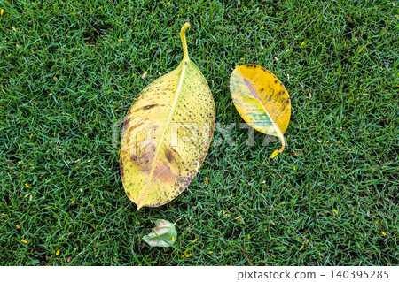 Close-up of yellow autumn leaves scattered on lush green grass, seasonal transition and natural texture 140395285
