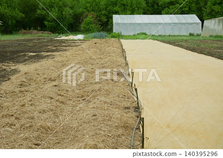Vegetables mulching dried hay mulch spread in the garden farm field greenhouse bio organic gardening grass legumes herbaceous plants empty land ready for planting land cultivation green trees. Animal Vegetables mulching dried hay mulch spread in the garden farm field greenhouse bio organic gardening grass legumes herbaceous plants empty land ready for planting land cultivation green trees. Animal 140395296