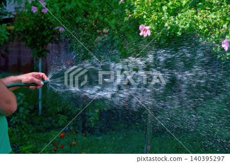 Summer refreshment.Stream of water from a hose.Watering plants Summer refreshment.Stream of water from a hose.Watering plants 140395297