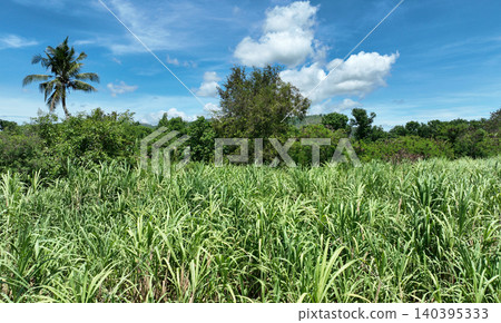 Sugarcane sugar cane Saccharum officinarum row lush green plants trees forest field planting outside outdoor plantation bio energy crops Philippines countryside sustainable energy sunny production Sugarcane sugar cane Saccharum officinarum row lush green plants trees forest field planting outside outdoor plantation bio energy crops Philippines countryside sustainable energy sunny production 140395333