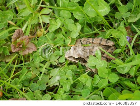 Agile frog Rana dalmatina species amphibians wetland endangered species close up macro shot sitting resting swamp pond river breathing observing peacefully brown green leaves violet flower ground 140395357