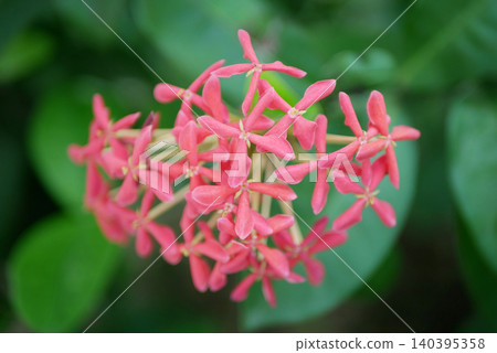 Vibrant Red Ixora Coccinea Rubiaceae jungle geranium, flame jungle of the woods or pendkuli dense colorful edible flower clusters ornamental hedges in garden. Flowering plant blooming bush lush green 140395358