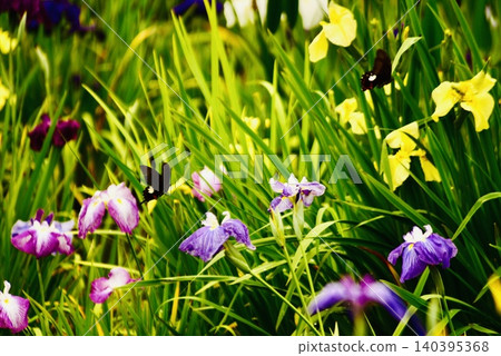 Irises and a pair of black swallowtail butterflies Irises and a pair of black swallowtail butterflies 140395368