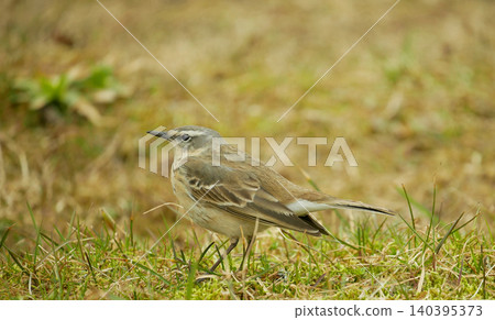 Water pipit Anthus spinoletta beautiful greyish darker brown small passerine bird hodgsoni, family comprising wagtails birdwatch longclaws resting standing walking perched trunk meadow tree pretty 140395373
