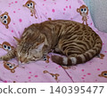 A Bengal cat is sleeping on a pink baby blanket 140395477