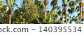 Palm trees in Turkey - Alanya - exotic plants 140395534