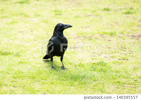 A full-body view of a large-billed crow walking on the grass. A full-body view of a large-billed crow walking on the grass. 140395557