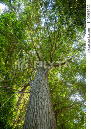 Kaya tree Kaya tree 140395601
